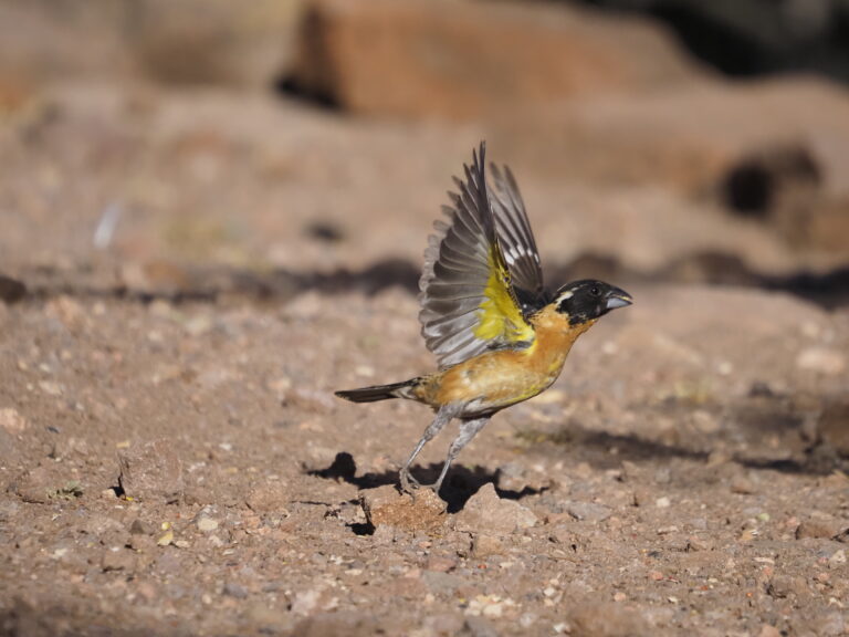 Two Suggested Birding Habits
