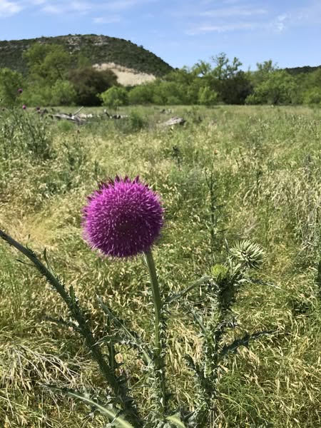 S. Llano River State Park During Covid