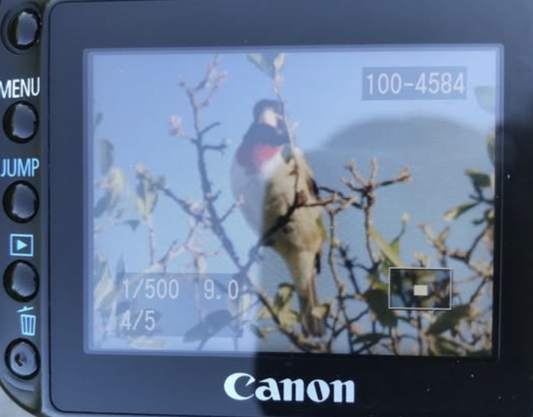 Rose-breasted Grosbeak at Dacha