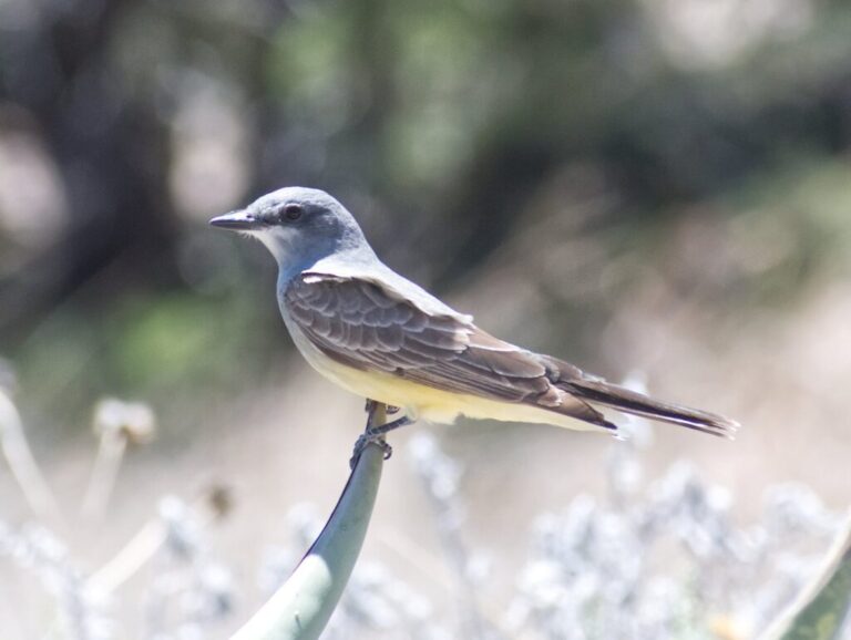 Cassin’s Kingbird