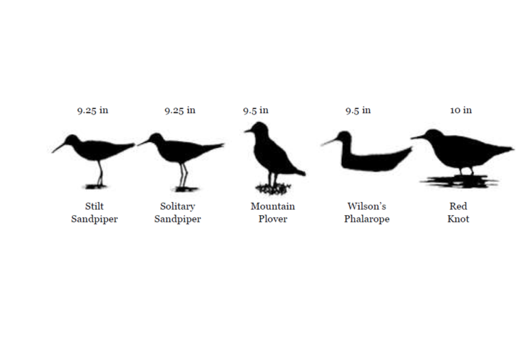 Shorebirds Size in Field Guides