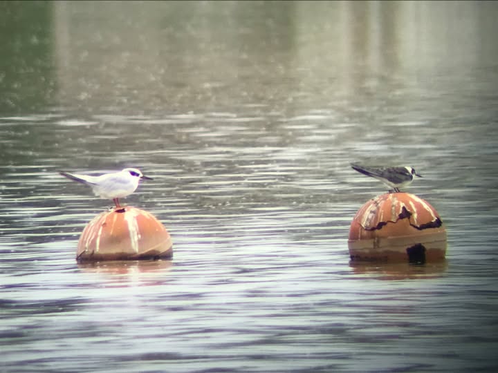 Forster’s & Black Terns Hornsby