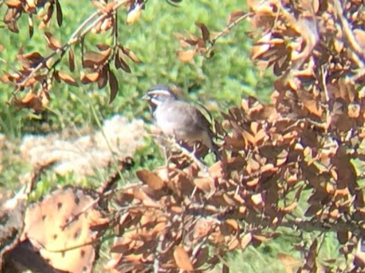 Doeskin Ranch Balcones Canyonlands NWR