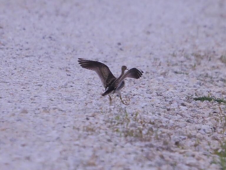 Uppies & Dickcissels
