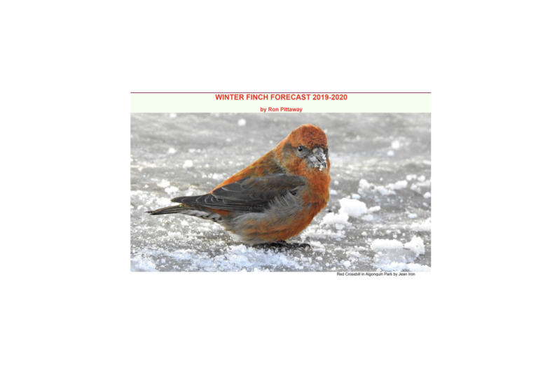 Winter Finch Report