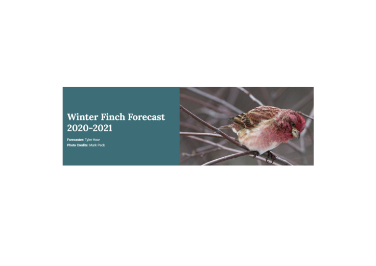 Finch Forecast