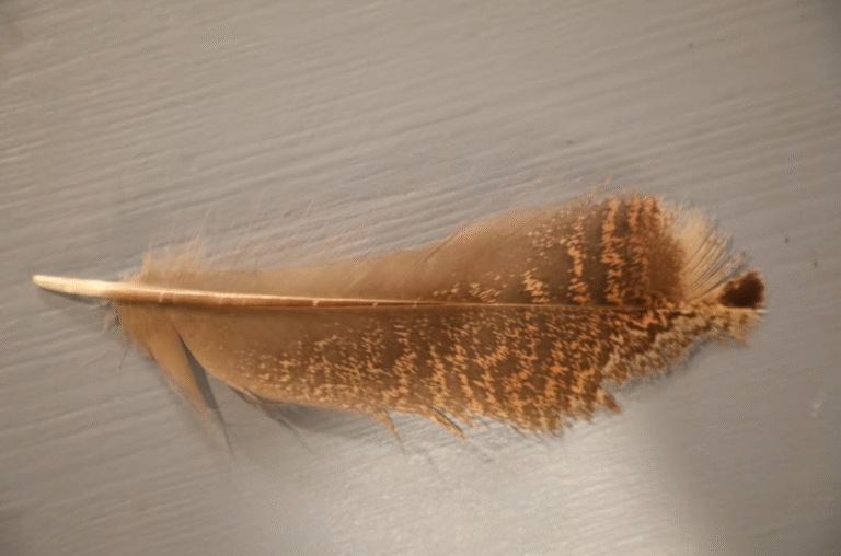 Feather Abrasion