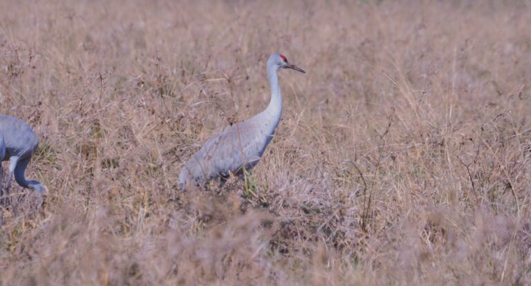 Sandhill Cranes