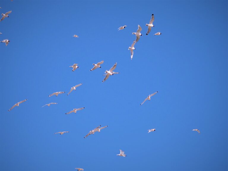 Heads Up for Gulls & Cranes