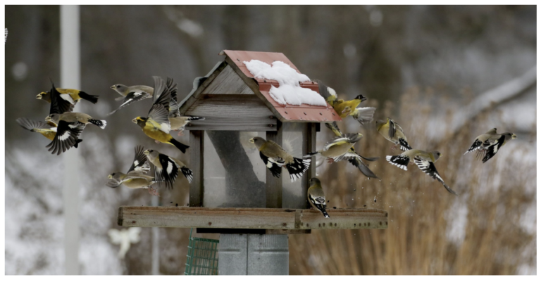Evening Grosbeak Irruption