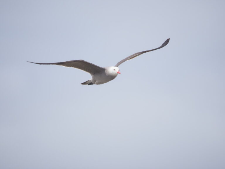 Heerman’s Gull