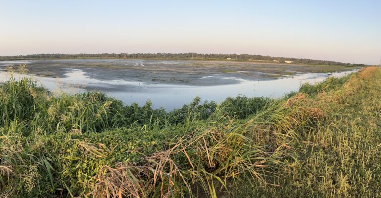 Birding is Observing