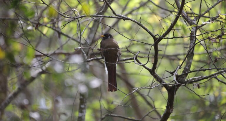 Trogon