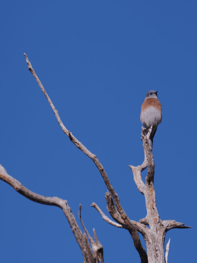Western Bluebirds