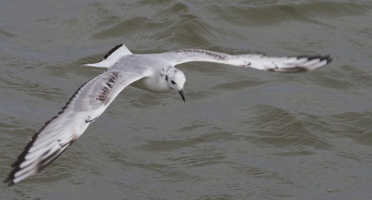 Gull Quiz
