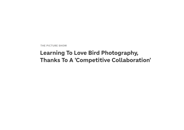 Bird Photography Article