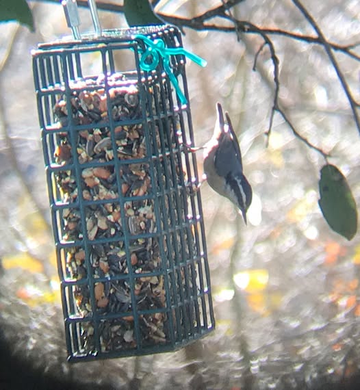 Red-breasted Nuthatch
