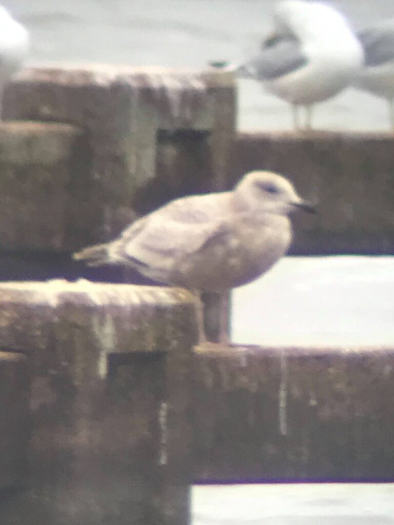 Gulls Lake Ray Hubbard