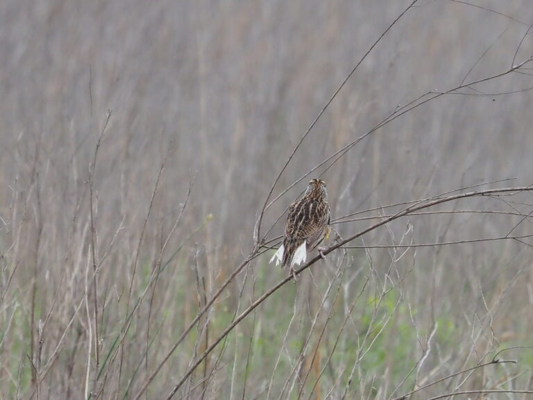 Eastern Meadowlark