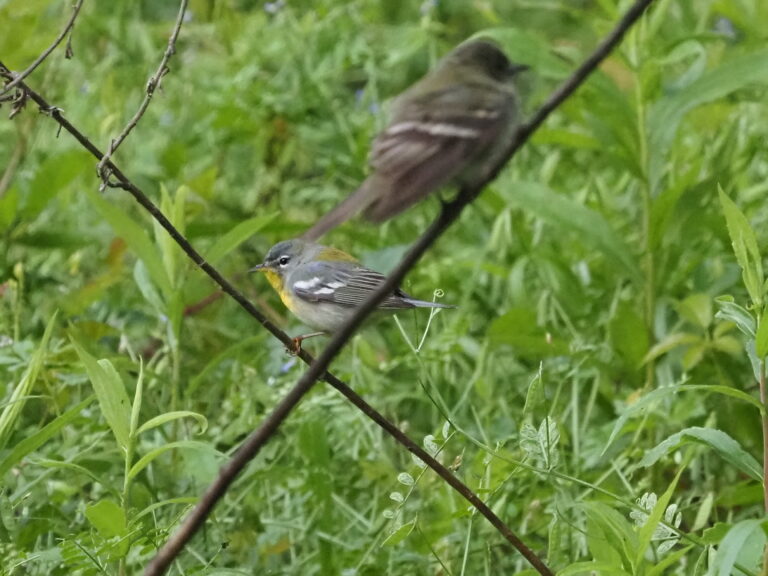 Common Ford Field Trip