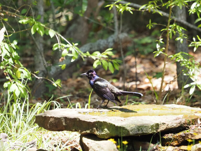 Common Grackle Vocalizations