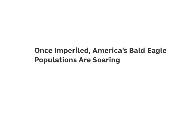 Bald Eagles Thriving