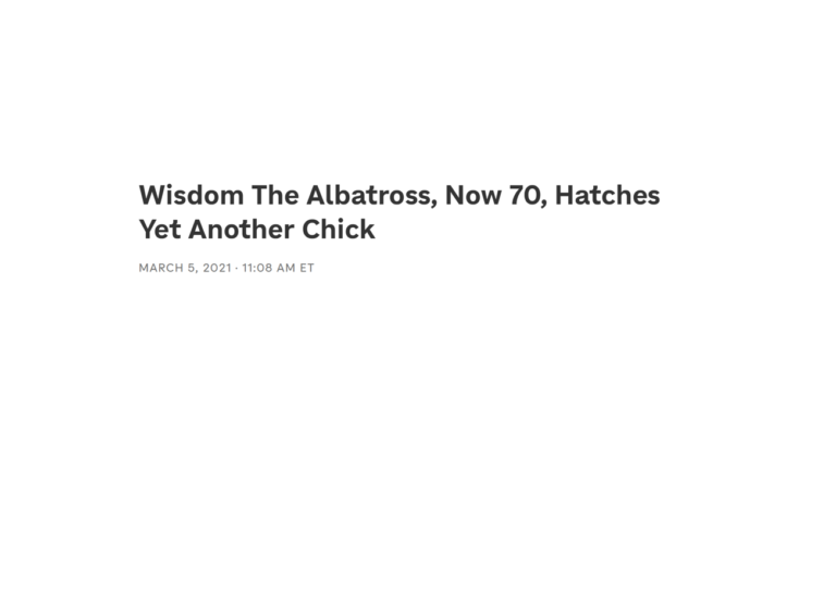 Wisdom the Albatross