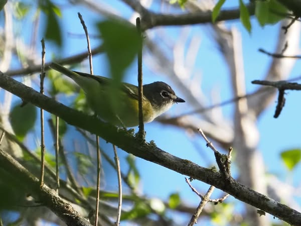 Blue-headed Vireo