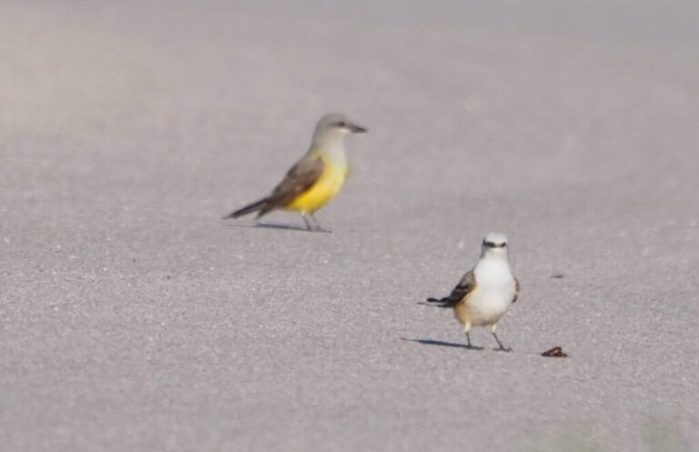 Roy Guerrero Field Trip