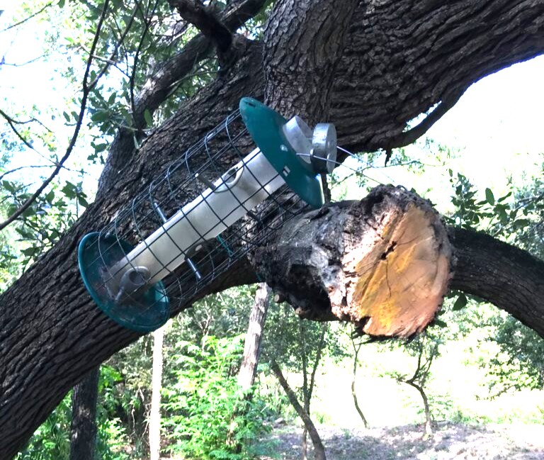 To Thwart the Racoons