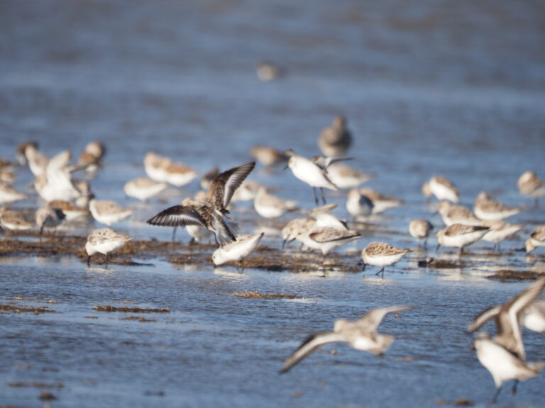 Shorebird Class
