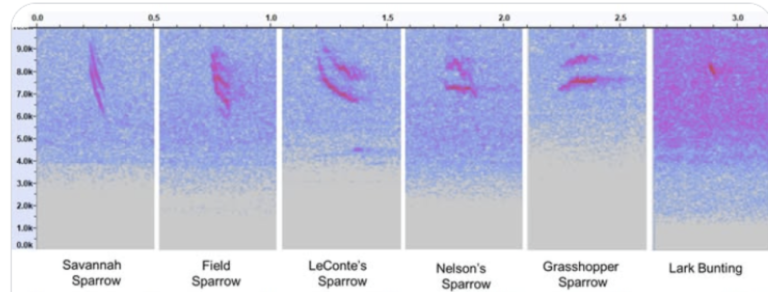 Cin-Ty Lee Talk on Nocturnal Flight Calls