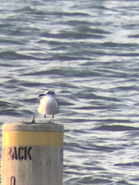 Gull ID?