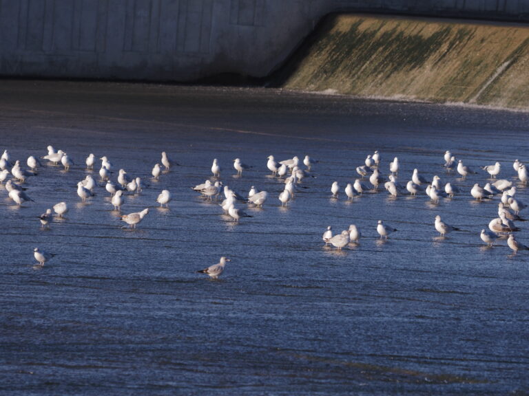 Gulls in DFW