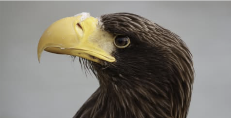 Steller’s Sea Eagle