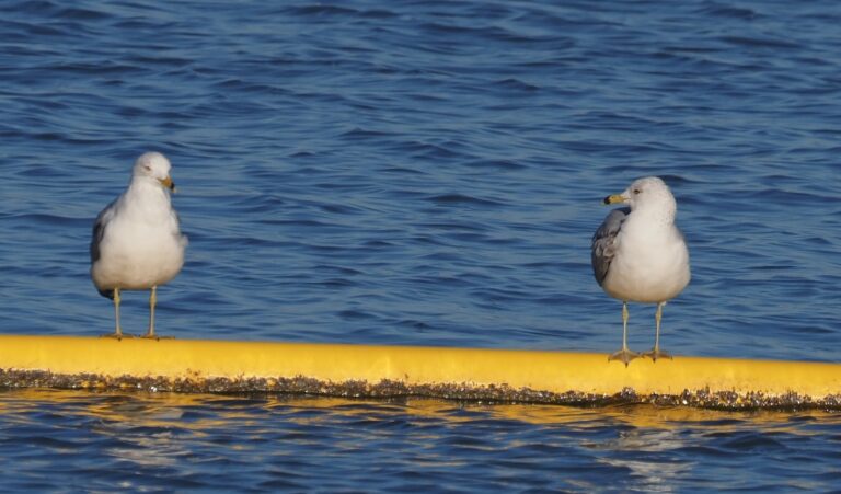 California Gull Granger Lake No
