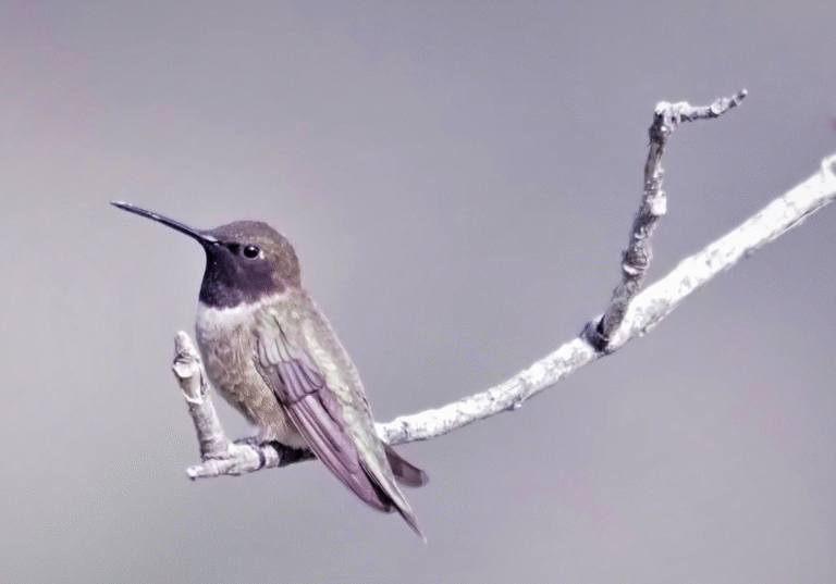Davis Mountains Hummingbird Festival 2021
