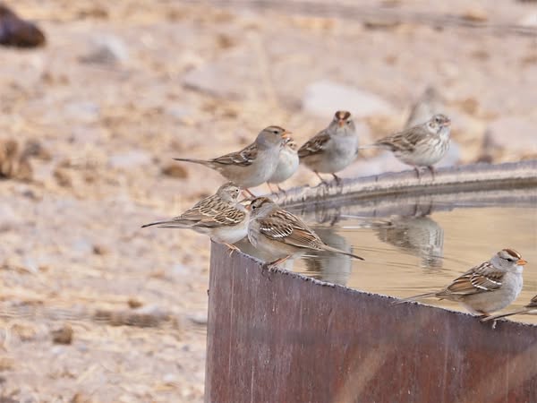Road to No Where (Marfa Area)