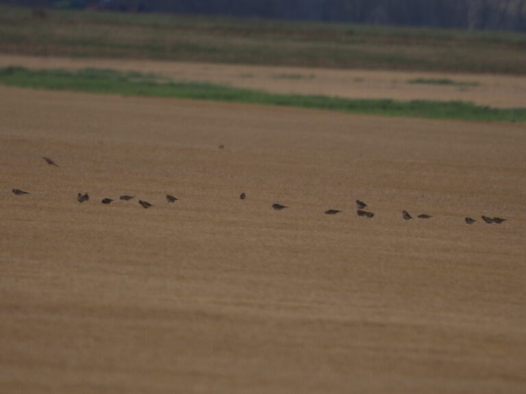 Henslow’s Sparrow NO