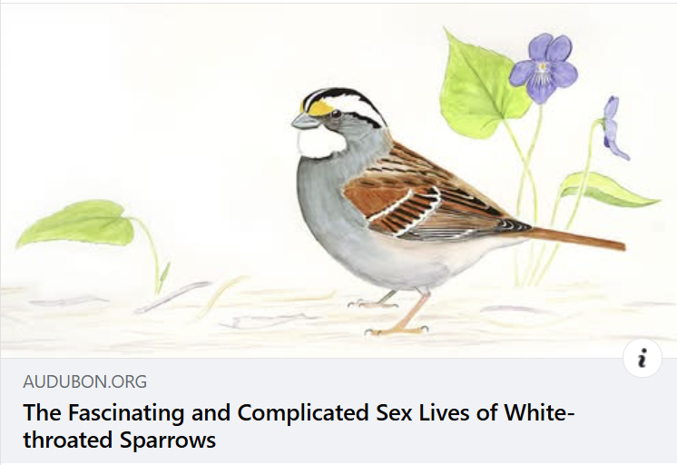 White-throated Sparrow Morphs