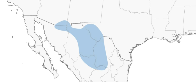 Baird’s Sparrow NO