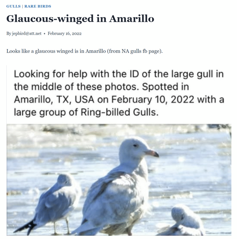 Glaucous-winged in Amarillo
