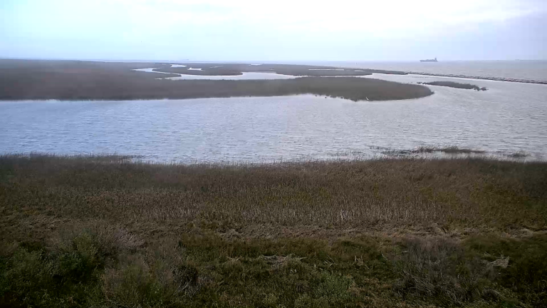 Bolivar Flats Bird Cam