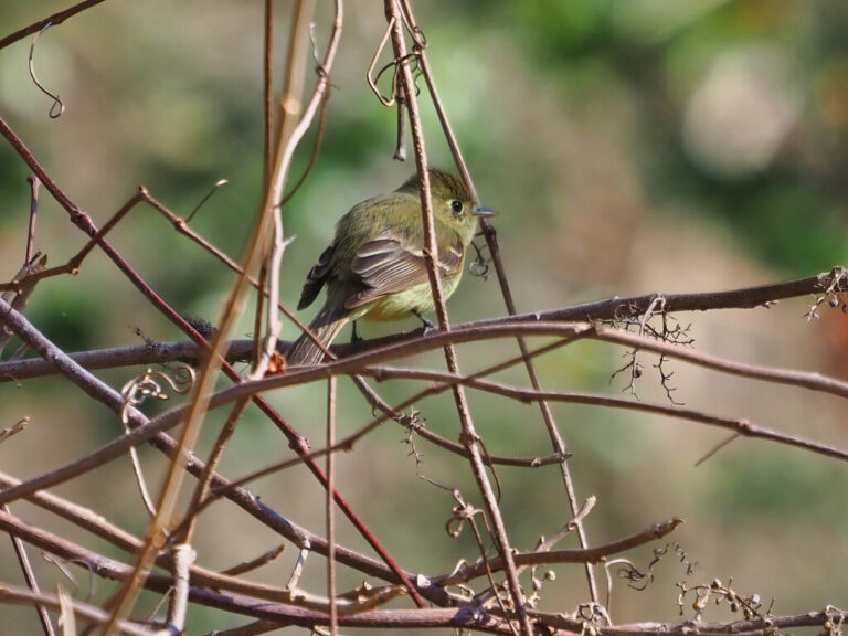 Pacific-slope Flycatcher (now Western Flycatcher)