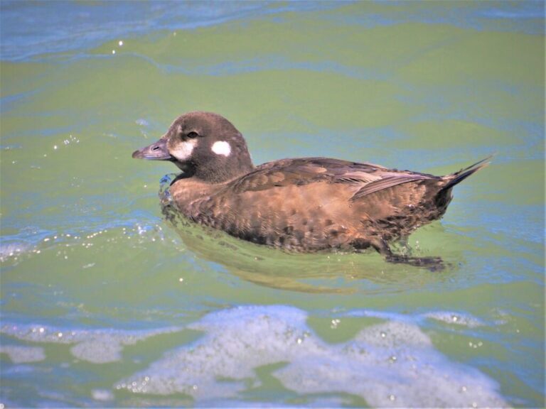 Harlequin Ducks Yes