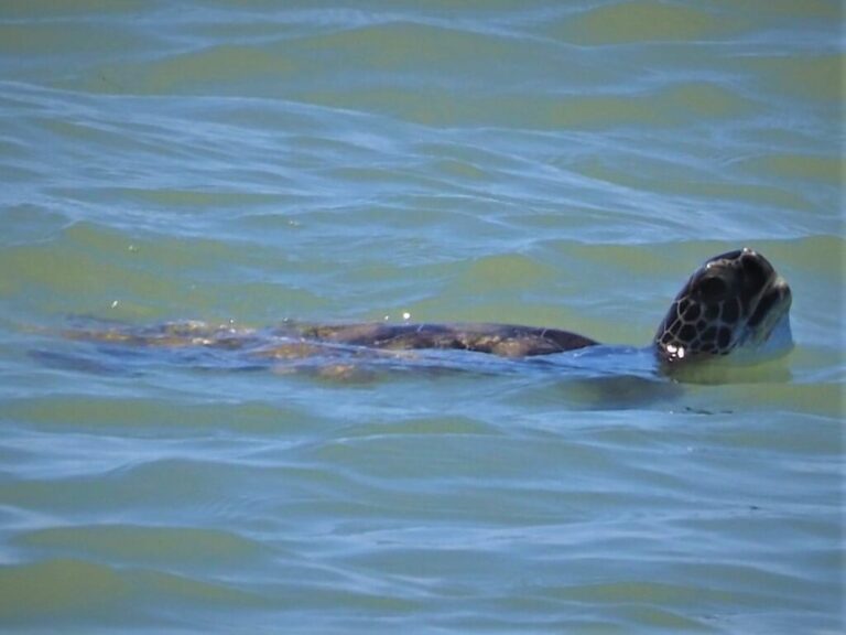 Denizens of the Deep