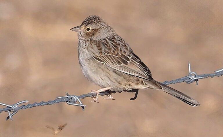 Davis Mountains Sparrows