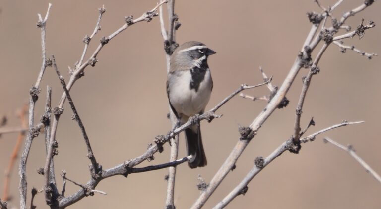 Black-throated Sparrow