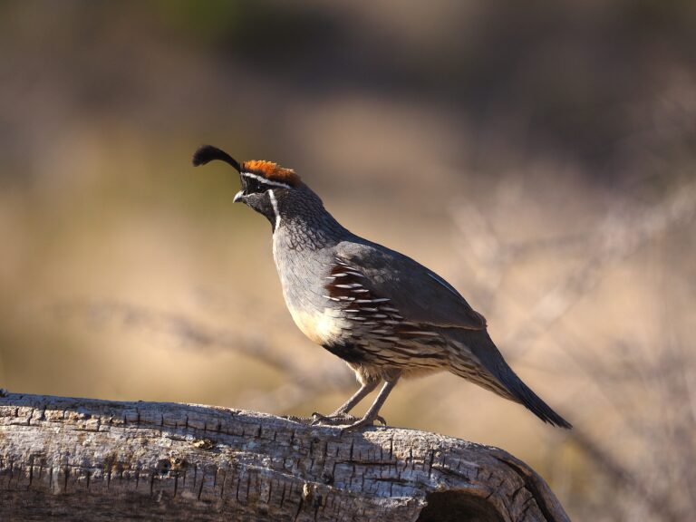 Quail El Paso