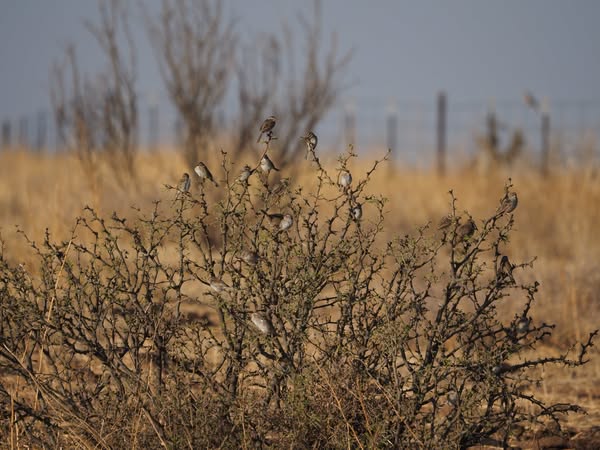 Davis Mountains Sparrows
